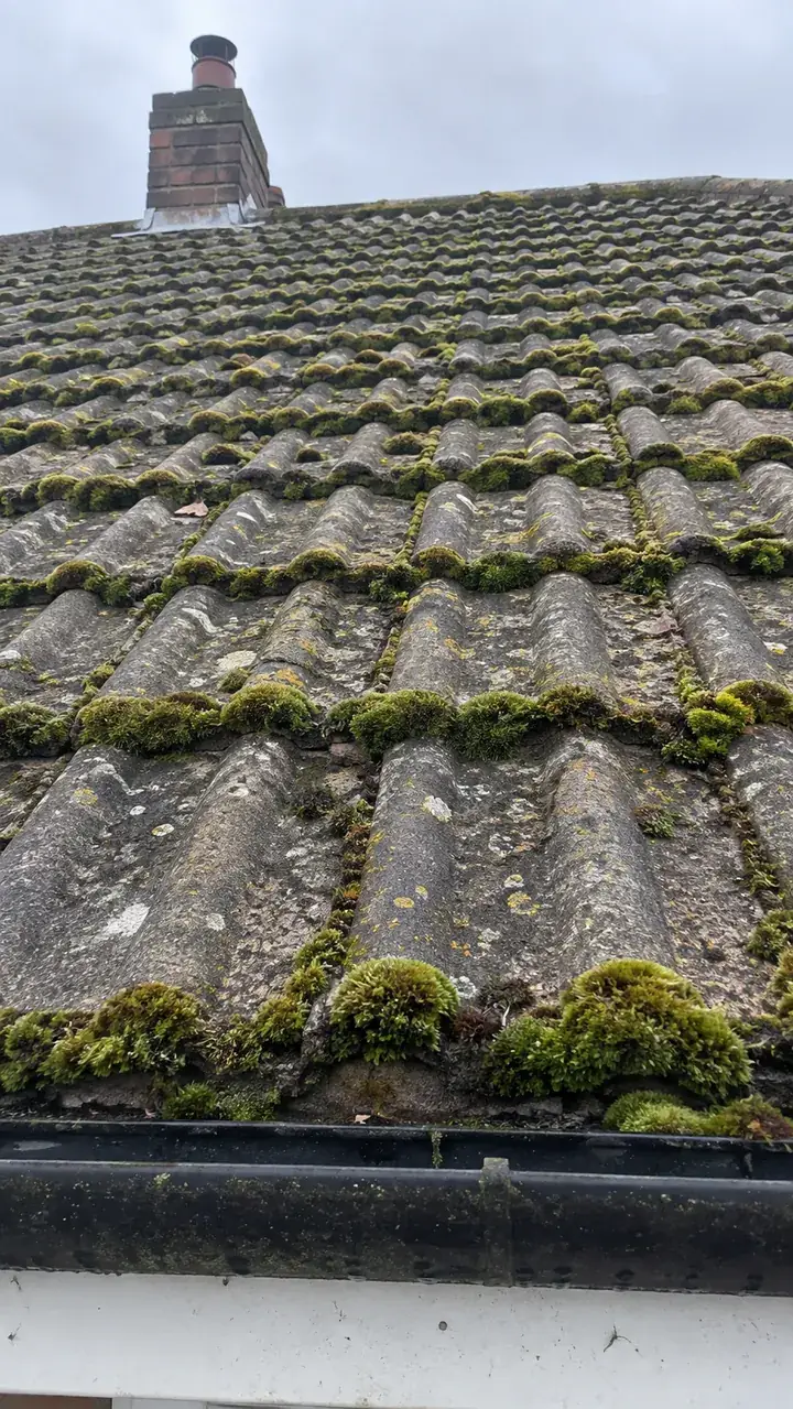 Roof, before