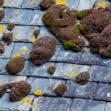 Moss clumps and yellow lichen on slate