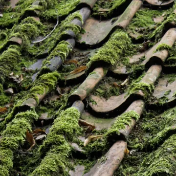 Thick green moss on roof tiles