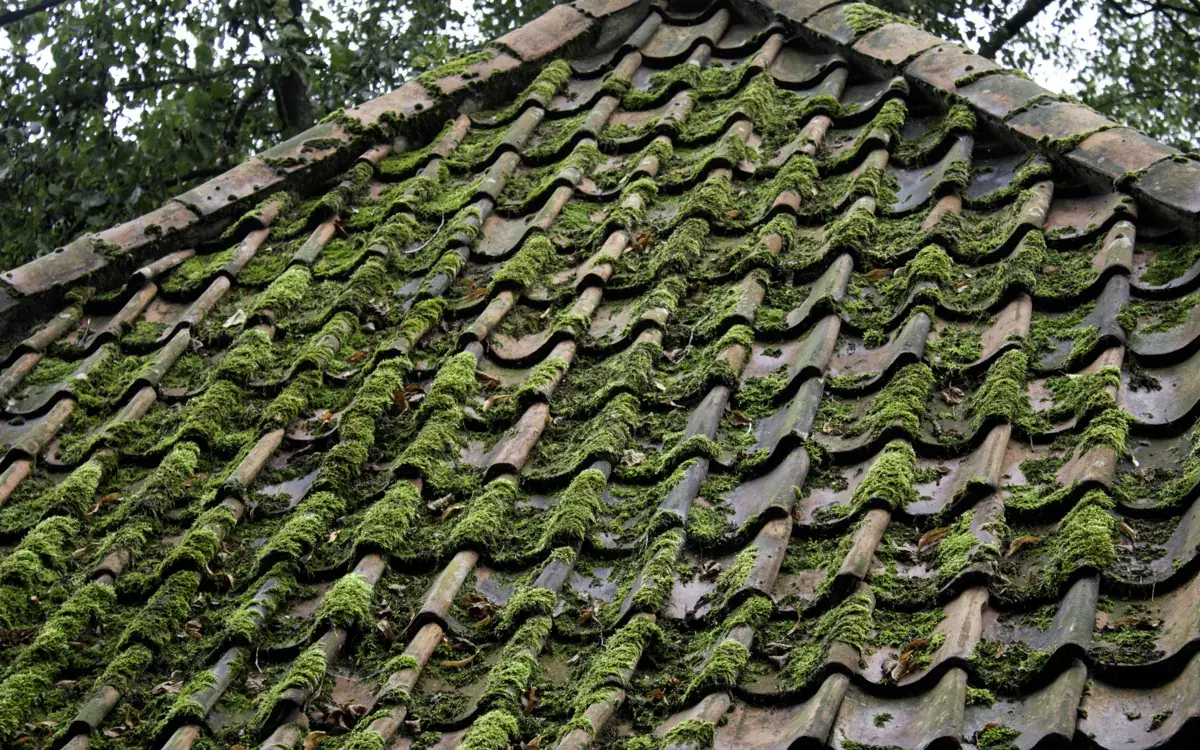 Thick moss growing across roof tiles